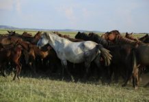 Research: A genomic tour-de-force reveals the last 5,000 years of horse history —