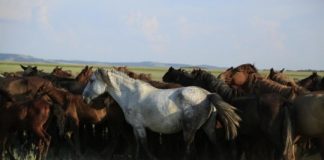 Research: A genomic tour-de-force reveals the last 5,000 years of horse history —