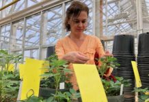 Research: New genome map sheds light on ancestry, diversity of today’s peanuts —