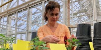 Research: New genome map sheds light on ancestry, diversity of today’s peanuts —