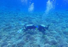 Research: Localized efforts to save coral reefs won’t be enough, study suggests —