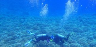Research: Localized efforts to save coral reefs won’t be enough, study suggests —