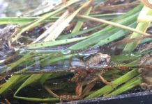 Research: Young frogs that were stressed as tadpoles move less on land, putting their survival at risk —