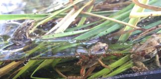 Research: Young frogs that were stressed as tadpoles move less on land, putting their survival at risk —
