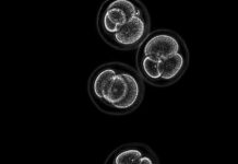 Research: Embryo stem cells created from skin cells —