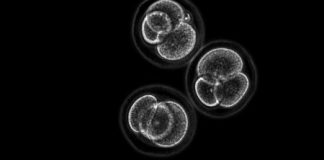 Research: Embryo stem cells created from skin cells —