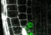 Research: Already specified root cells are reprogrammed to correctly replace dead neighbor cells in newly discovered process of —