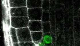 Research: Already specified root cells are reprogrammed to correctly replace dead neighbor cells in newly discovered process of —