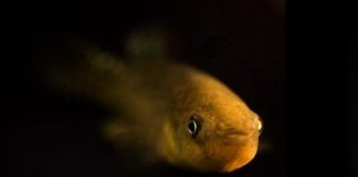 Research: How genetics, resources and a long-distant relative helped one lucky fish species adapt to extreme pollution —