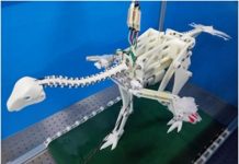 Research: New evidence suggests that passive wing flapping may have arisen earlier than gliding flight —