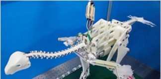 Research: New evidence suggests that passive wing flapping may have arisen earlier than gliding flight —