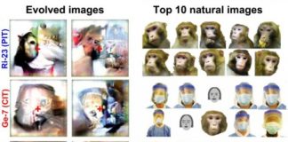 Study: These trippy images were designed by AI to super-stimulate monkey neurons — (Details)