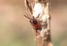 Research: More than 100 years of data show Pennsylvania tick population shift —