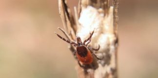 Research: More than 100 years of data show Pennsylvania tick population shift —
