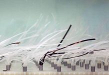 Research: Ubiquitous marine plants dissipate wave energy and could help protect vulnerable shorelines —