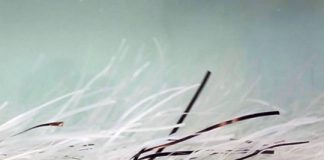 Research: Ubiquitous marine plants dissipate wave energy and could help protect vulnerable shorelines —