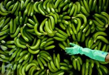 Research: Banana disease boosted by climate change —