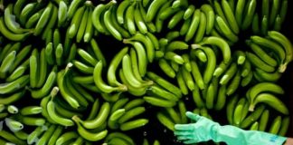 Research: Banana disease boosted by climate change —