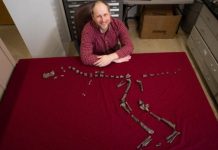 Research: New 3-foot-tall relative of Tyrannosaurus rex —