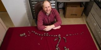 Research: New 3-foot-tall relative of Tyrannosaurus rex —