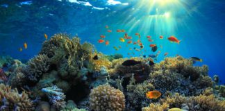 Research: Centuries long seasonal record of El Niños from coral cores —