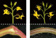 Research: Cryptic mutation is cautionary tale for crop gene editing —