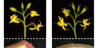 Research: Cryptic mutation is cautionary tale for crop gene editing —