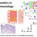 Study: Research in preclinical models suggests that recombinant molecule could act as a topical anti-HIV microbicide — (Details)