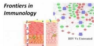 Study: Research in preclinical models suggests that recombinant molecule could act as a topical anti-HIV microbicide — (Details)