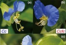 Research: two flower species show us how —