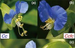 Research: two flower species show us how —