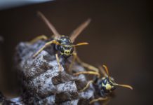 Research: Paper wasps capable of behavior that resembles logical reasoning —