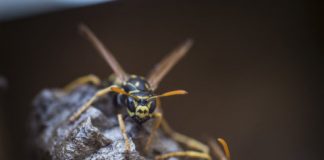 Research: Paper wasps capable of behavior that resembles logical reasoning —