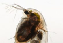 Research: Water flea can smell fish and dive into the dark for protection —