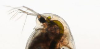Research: Water flea can smell fish and dive into the dark for protection —