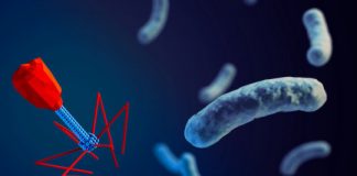 Study: Phage therapy treats patient with drug-resistant bacterial infection — (Details)