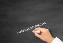 Research: Statistical study finds it unlikely South African fossil species is ancestral to humans —