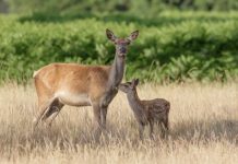 Research: Wild red deer contribute to the preservation of open landscapes —