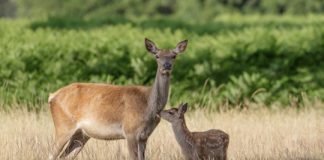 Research: Wild red deer contribute to the preservation of open landscapes —