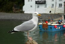 Offbeat: Dexterous herring gulls learn new tricks to adapt their feeding habits —