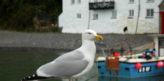 Offbeat: Dexterous herring gulls learn new tricks to adapt their feeding habits —