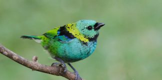 Research: Birds outside their comfort zone are more vulnerable to deforestation —