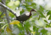 Research: The bird that came back from the dead —