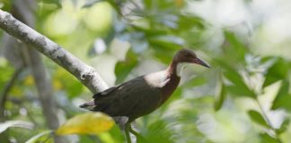 Research: The bird that came back from the dead —