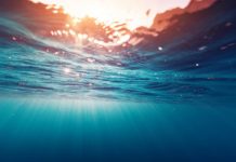 Research: Secrets of fluorescent microalgae could lead to super-efficient solar cells —