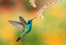 Research: Hummingbird robot uses AI to soon go where drones can’t —