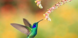 Research: Hummingbird robot uses AI to soon go where drones can’t —