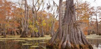 Research: Oldest known trees in eastern North America documented —