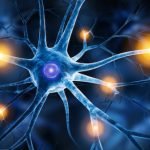Study: Discovery could inform future studies related to spinal cord injuries, multiple sclerosis and epilepsy — (Details)