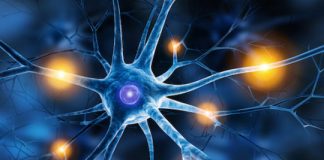 Study: Discovery could inform future studies related to spinal cord injuries, multiple sclerosis and epilepsy — (Details)